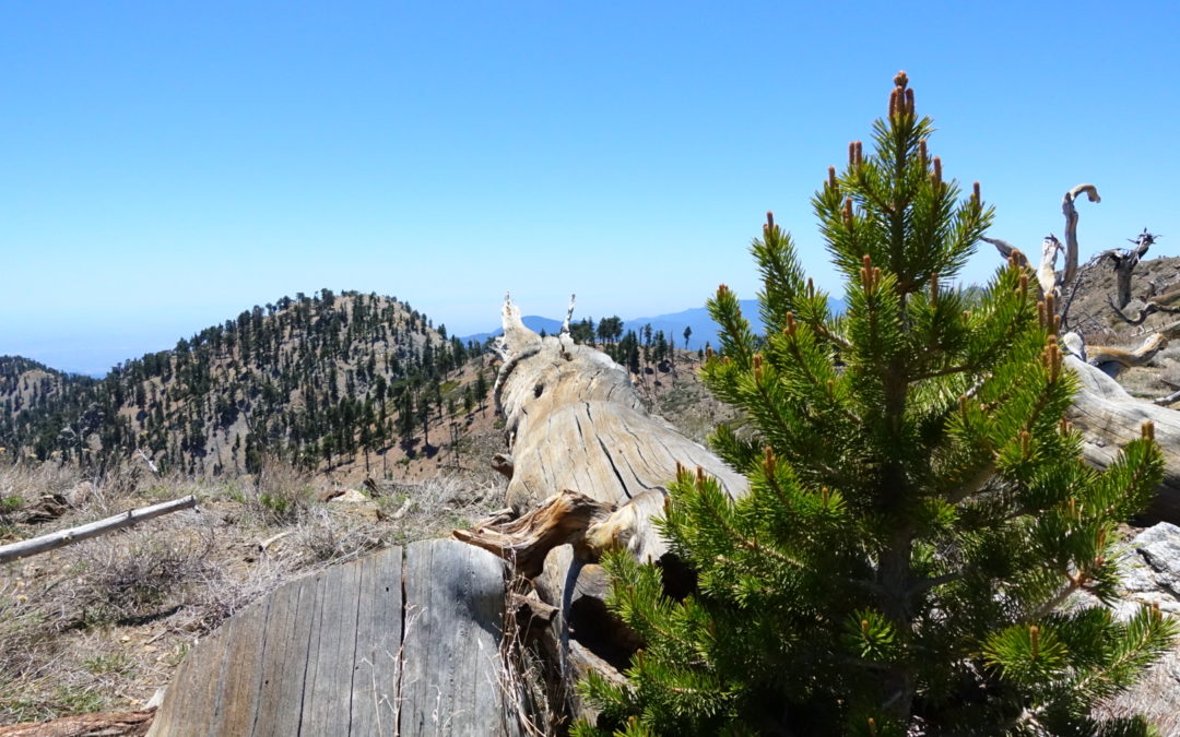 De Wrightwood à Agua Dulce
